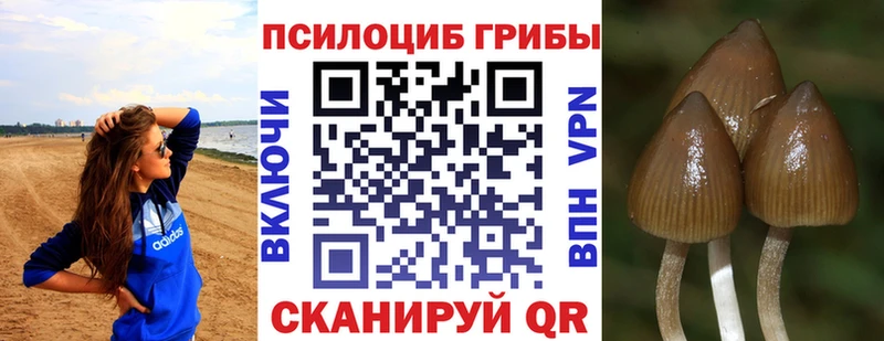 Псилоцибиновые грибы GOLDEN TEACHER  Купить закладки  Гусев 